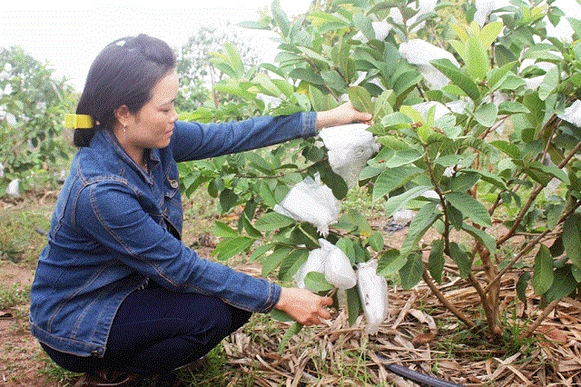 Vườn ổi của bà Trần Thị Cảm được chăm sóc hoàn toàn theo hướng hữu cơ