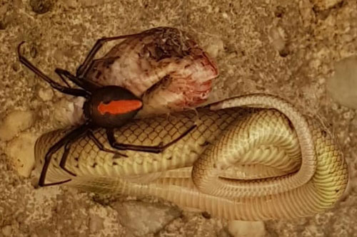 Rắn cực độc chết thảm trước nhện lưng đỏ