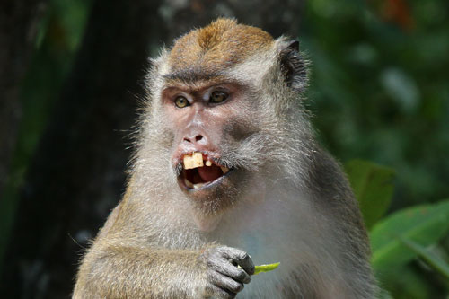 Khỉ tinh ranh trộm đồ của du khách để đòi tiền chuộc