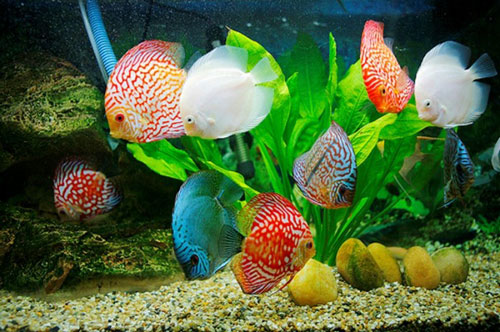 Nuôi loài cá này trong nhà, Thần Tài 'gật gù' ban lộc, giàu mất phần thiên hạ