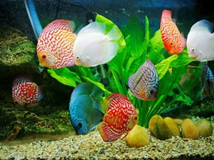 Nuôi loài cá này trong nhà, Thần Tài 'gật gù' ban lộc, giàu mất phần thiên hạ