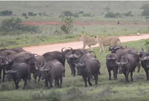 CLIP: Sư tử "bất lực" trước đàn trâu rừng hung hăng