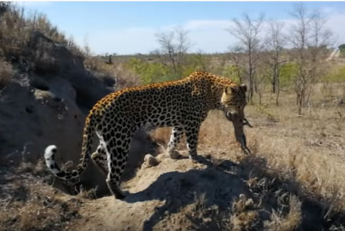 CLIP: Báo hoa mai chui vào hang đoạt mạng lợn bướu