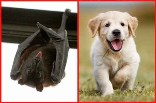 4 con vật cứ vào nhà là mang theo tài lộc, "gọi" phú quý về, đừng vội xua đuổi, đánh đập