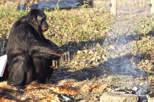 Khó tin trước cảnh tinh tinh biết nhóm lửa để nướng thức ăn