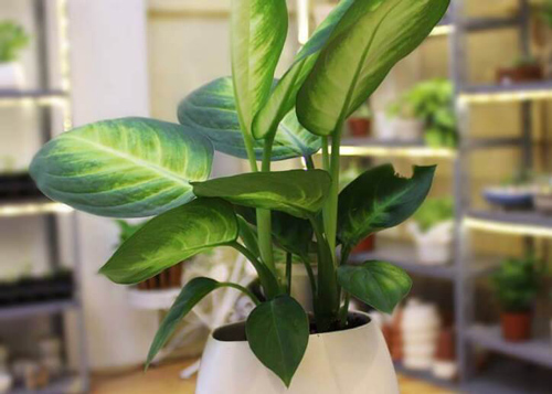 Loại cây phong thủy cứ đặt trên bàn làm việc là Thần Tài "độ", sự nghiệp lên "như diều gặp gió"