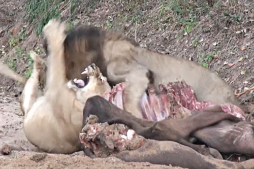 Sư tử cái ‘nổi điên’, ác chiến giành ăn với ‘chồng’