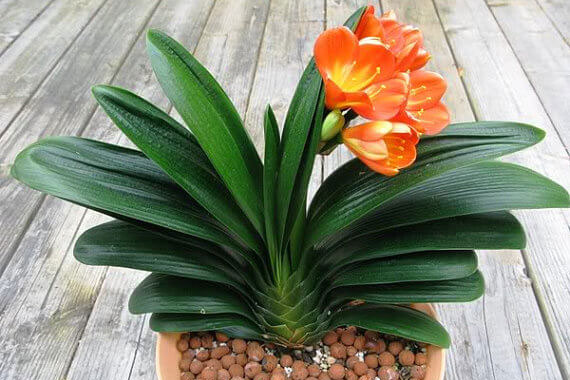 Trồng ngay loài hoa vừa sang trọng, yêu kiều vừa mang phong thủy tốt, rước quý nhân vào nhà bạn