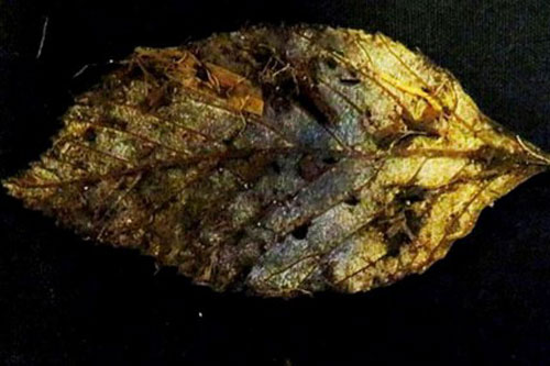 Phát hiện lá cây 6.000 năm tuổi gần như nguyên vẹn tại Anh