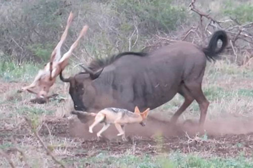 Ác chiến với chó rừng, linh dương đầu bò lỡ húc chết con