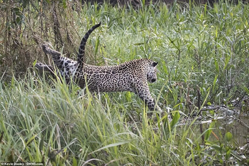 Báo đốm phi thân từ trên cây cao xuống sông tóm gọn cá sấu