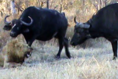 Trâu rừng vô tình giải cứu sư tử đực khỏi ‘lưỡi hãi tử thần’