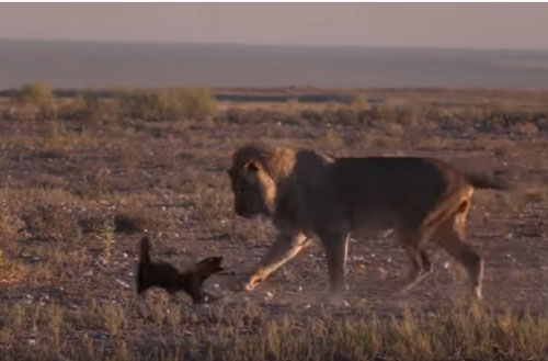 CLIP: Lửng mật đụng độ sư tử và cái kết