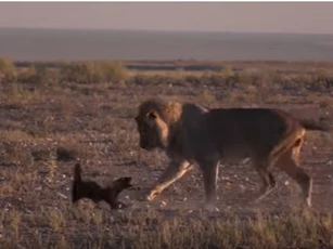 CLIP: Lửng mật đụng độ sư tử và cái kết