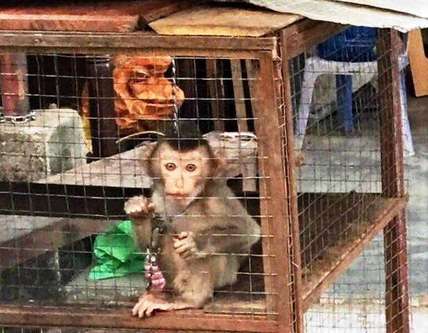 WWF kêu gọi chấm dứt buôn bán và tiêu thụ động vật hoang dã toàn khu vực