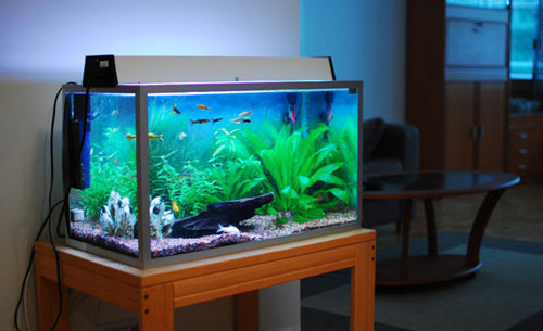 Đặt bể cá những chỗ này, gặp hung hóa cát