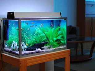 Đặt bể cá những chỗ này, gặp hung hóa cát