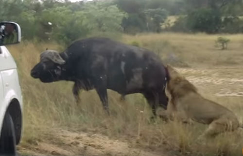 CLIP: Trâu rừng "may mắn" thoát chết khỏi nanh vuốt sư tử