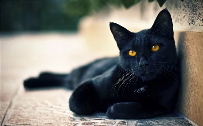 Các truyền thuyết kỳ quái về mèo đen - Ảnh 1.