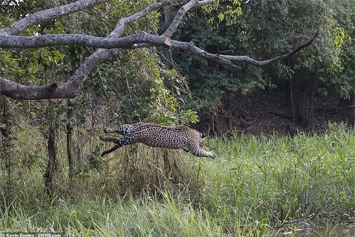 Những hình ảnh được chụp bên bờ sông ở Pantanal, Brazil. Khác với châu Phi, cá sấu ở đây có thể là con mồi của trăn Anaconda hoặc báo đốm chứ không phải loài vật bất khả chiến bại.