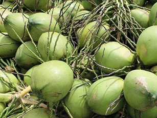 Mách chị em bí quyết chọn dừa xiêm nhiều nước, 10 quả ngon ngọt cả 10