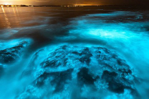 Sinh vật lạ phát sáng cả một vùng biển Australia