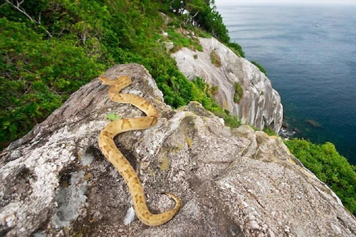 Rắn hổ lục đầu vàng sinh sống rất nhiều trên đảo Rắn.