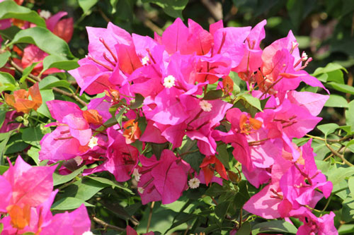 Clip: Hướng dẫn trồng hoa giấy bằng cành đơn giản mà hiệu quả