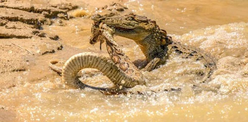 Cá sấu tử chiến với rắn hổ bướm