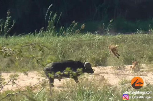 Trâu rừng bạo gan húc bay sư tử để cứu kỳ đà