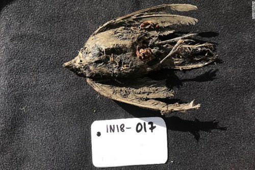 Sơn ca có sừng đông lạnh 46.000 năm trong băng vĩnh cửu