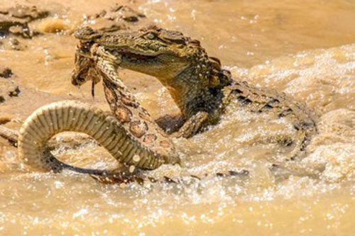 Rắn hổ bướm cả gan tuyên chiến "chúa tể đầm lầy"