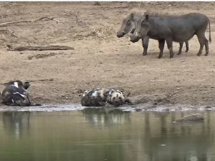 CLIP: Chó hoang "chạm mặt" lợn bướu và cái kết