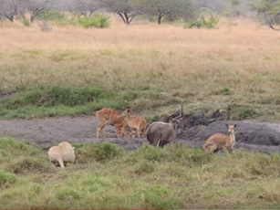 CLIP: "Khó hiểu" về hành động của sư tử khi tấn công linh dương