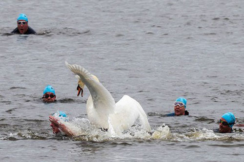 Thiên nga bất ngờ tấn công thí sinh bơi lội dữ dội