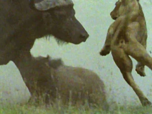 Trâu rừng húc văng sư tử để giải cứu con non