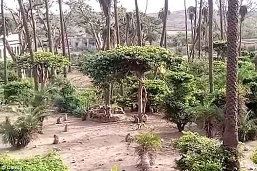 Bầy khỉ thông minh cứu giúp báo bị rơi xuống giếng