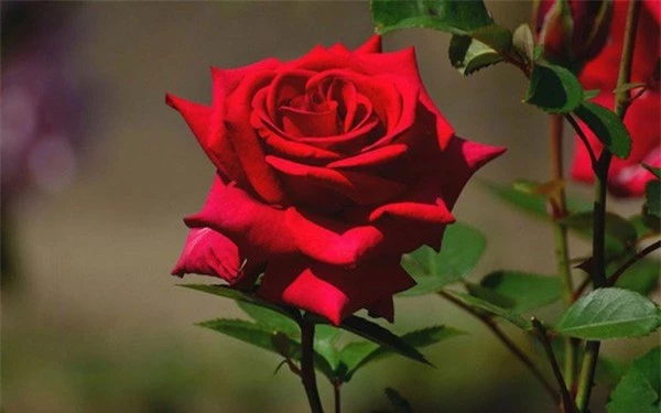 Hoa hồng tốt cho tình yêu đôi lứa