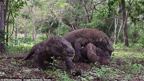 Rong Komodo dai chien du doi: He lo nguyen nhan