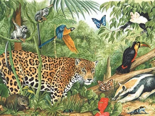 CLIP: Khám phá 'từ A-Z' tuổi thọ của các loài động vật