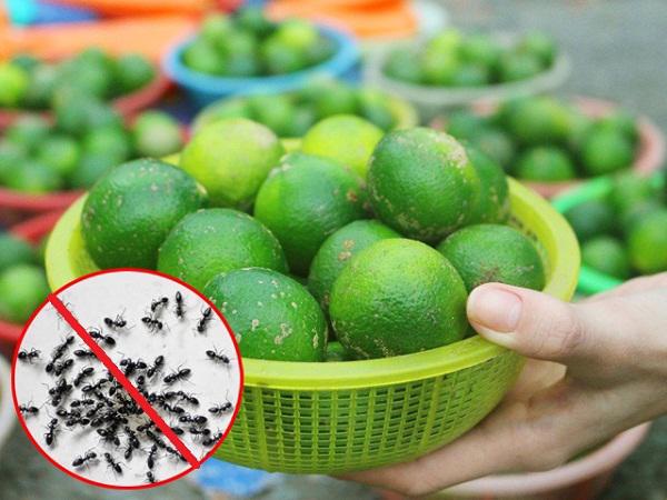 Bí quyết đuổi cả đàn kiến ra khỏi nhà, một đi không quay trở lại