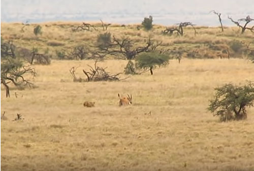 CLIP: Linh dương thoát chết "thần kỳ" trong vòng vây đàn sư tử