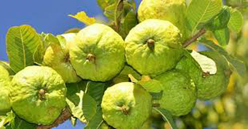 Clip: Kỹ thuật ghép ổi đơn giản, hiệu quả