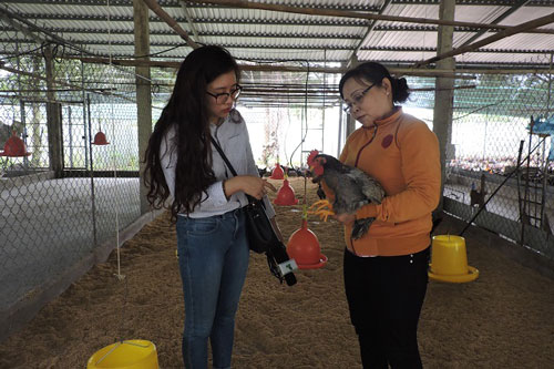 Tiền Giang: Chăn nuôi theo chuỗi giá trị, gà ta Gò Công thăng hạng OCOP