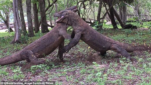 Rồng Komodo đại chiến dữ dội: Hé lộ nguyên nhân