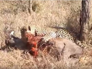 CLIP: Báo hoa mai đoạt mạng lợn bướu