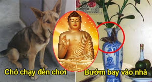 Sáng ra thấy dấu hiệu này là thần Tài đang chờ sẵn để "thổi lộc" vào nhà, chuẩn bị may túi đựng tiền