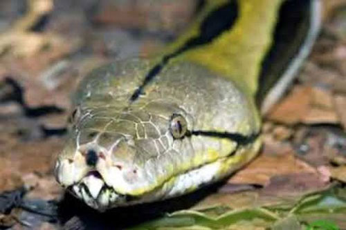 Khám phá loài rắn khổng lồ có tên "nưa 9 lỗ mũi" với độc tố nguy hiểm