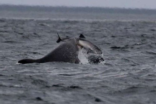 Hai loài cá heo "kịch chiến" trên biển khiến nhà khoa học bối rối