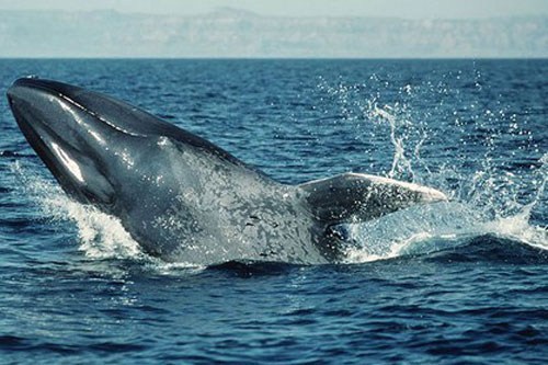 Cá voi cho con bú sữa như thế nào?